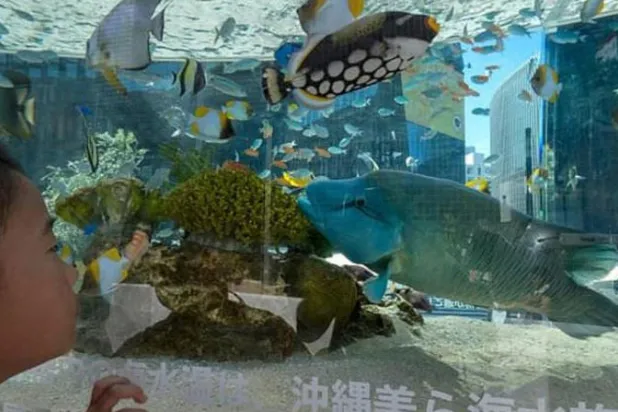 حوض مائي يدعو العامة إلى التحدث مع أسماكه عبر الفيديو