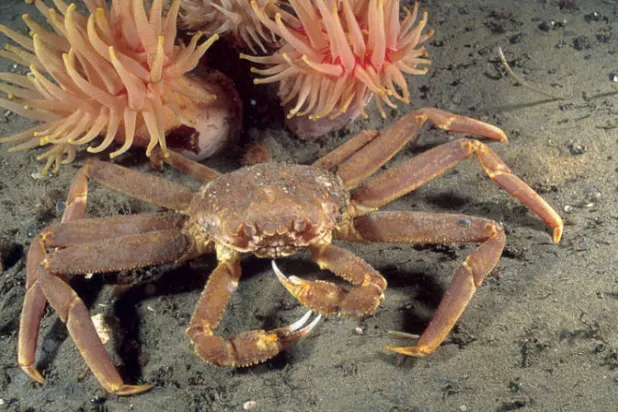 «رذاذ هلامي» من كائنات بحرية يشفي الجروح بسرعة