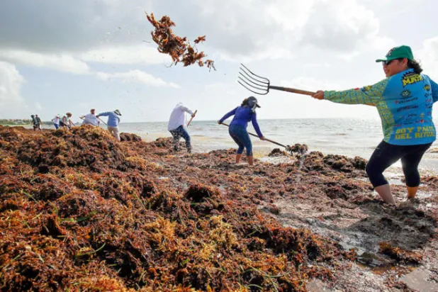 طريقة عملية ورخيصة لإنتاج وقود حيوي من أعشاب بحرية