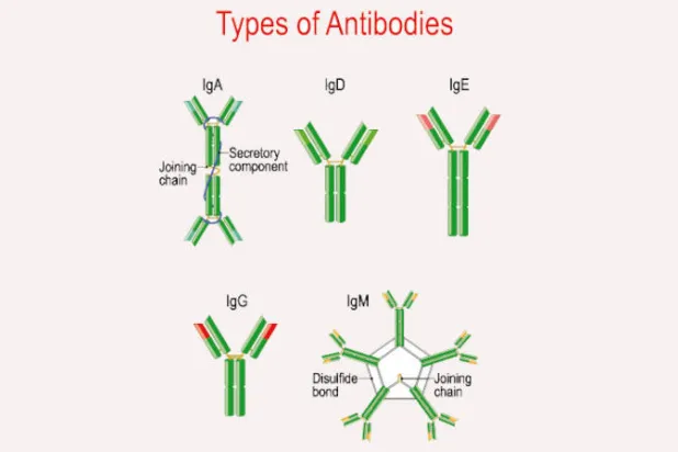 «المعركة المجهرية»... صراع مناعي في عالم لا نراه