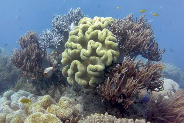 علماء أستراليون يطورون مرجاناً «مقاوماً للحرارة»