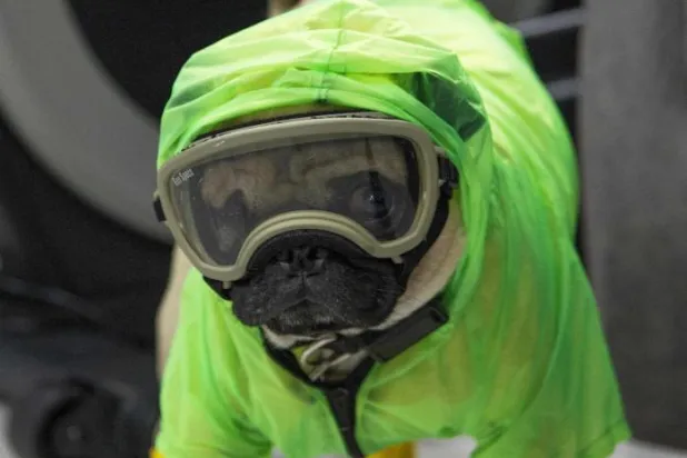 دراسة: الكلاب المصابة بـ«كورونا» التقطت العدوى من البشر