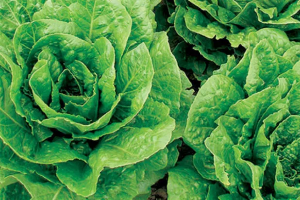 حل جيني لإطالة عمر نبات الخس