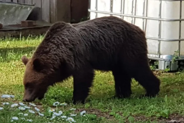 أنثى دب وصغيرها يتجولان في ضواحي عاصمة إستونيا