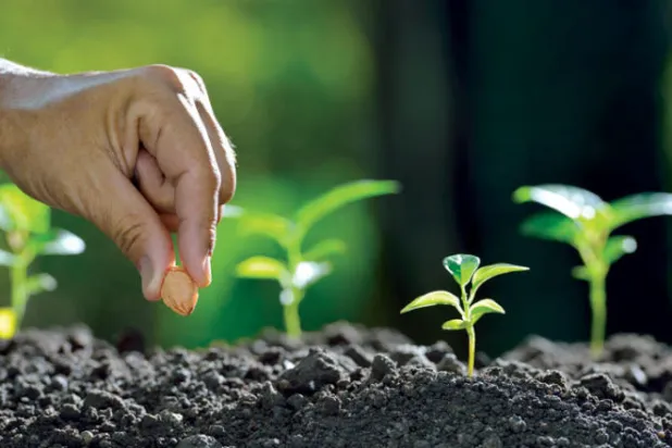 خضار يمكنك زراعته في البيت من بقايا المطبخ