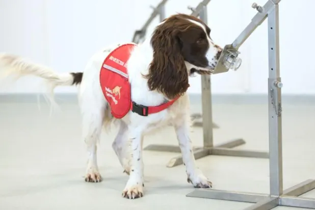 الكلاب لكشف «كورونا»... قد تتعرف على 250 مصاباً في الساعة