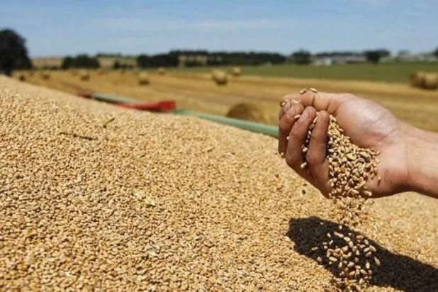 تونس تتوقع تراجعاً 30% في إنتاج الحبوب