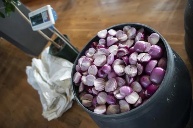 لتجعله يبكي... صينية ترسل طناً من البصل هدية انتقام إلى صديقها السابق