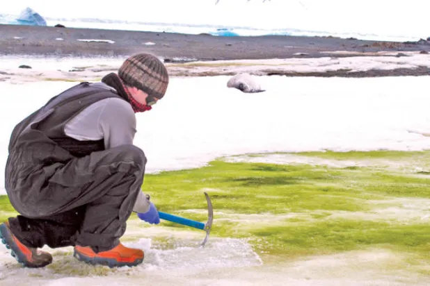 الأخضر يغطي ثلوج القارة القطبية الجنوبية