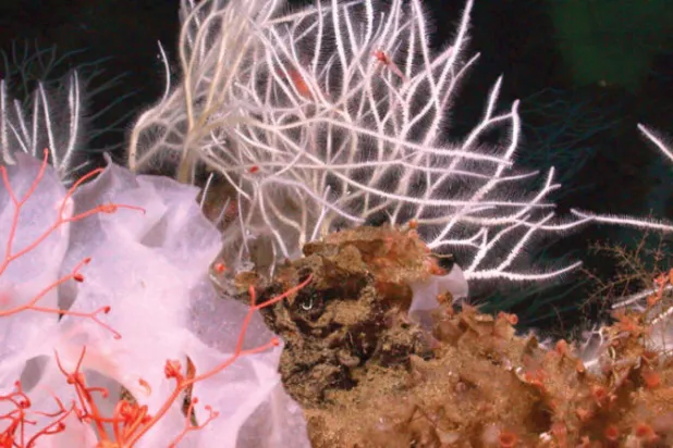 نوعان جديدان من الإسفنجيات