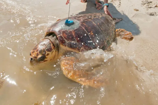 سلحفاة بحرية نادرة ضحية الصيد غير الشرعي