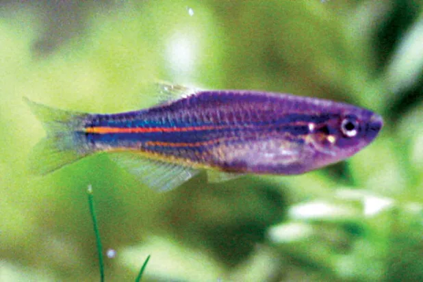 «الشعور باليأس» لدى سمكة دانيو يساعد في تصنيع دواء للاكتئاب