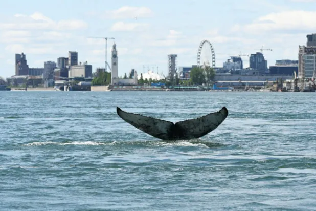 رصد حوت أحدب تائهاً في مونتريال