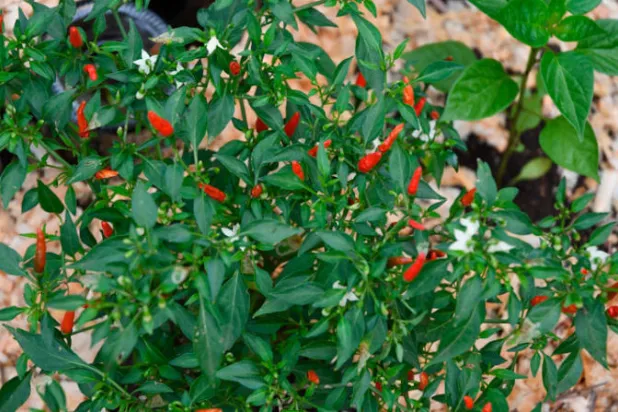 بساتين على شرفات منازل غواتيمالا لمواجهة نقص المواد الغذائية