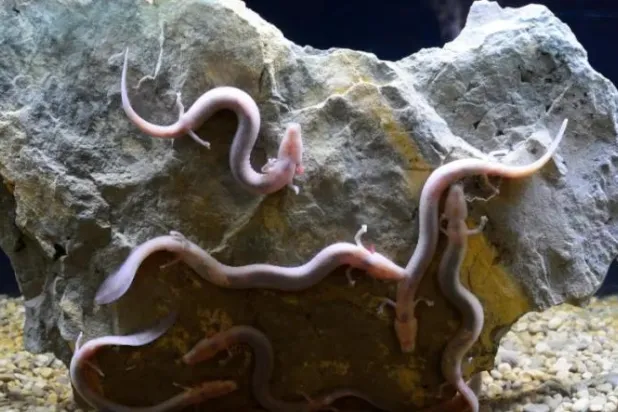 «تنانين صغيرة» تُعرض في سلوفينيا تأكل مرة واحدة في العقد وتعيش لقرن