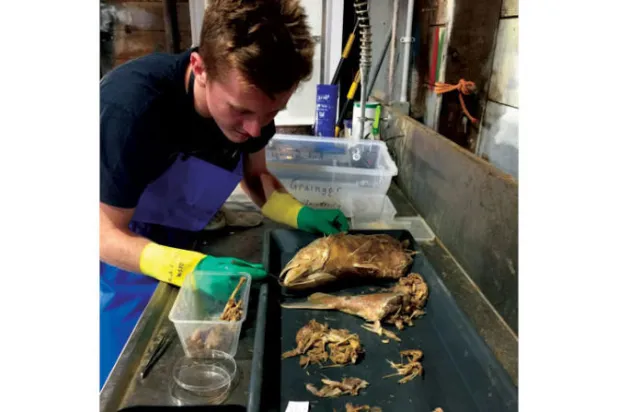 القرش الأبيض الكبير يفاجئ العلماء بحميته الغذائية