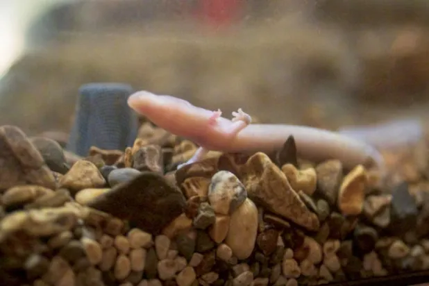 30 زائراً يومياً لـ«التنين الرضيع» في سلوفينيا