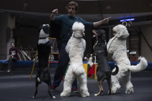 تحذير من احتضان الكلاب والقطط: فراؤها قد تنقل «كورونا»