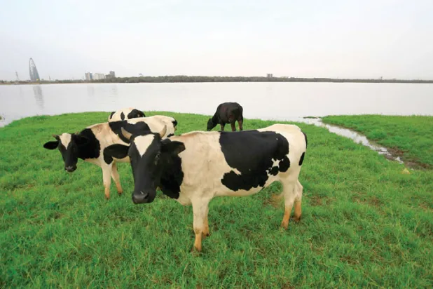 استئناف حركة التجارة بين مصر والسودان