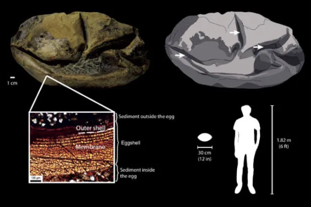 سحلية البحر المنقرضة صاحبة أكبر حفرية بيضة