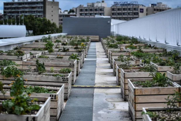 الزراعة الذكية كربونياً... بين زيادة الإنتاج ومواجهة تغيُّر المناخ