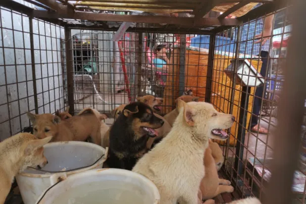 رغم كورونا... انطلاق مهرجان لحوم الكلاب المثير للجدل في الصين