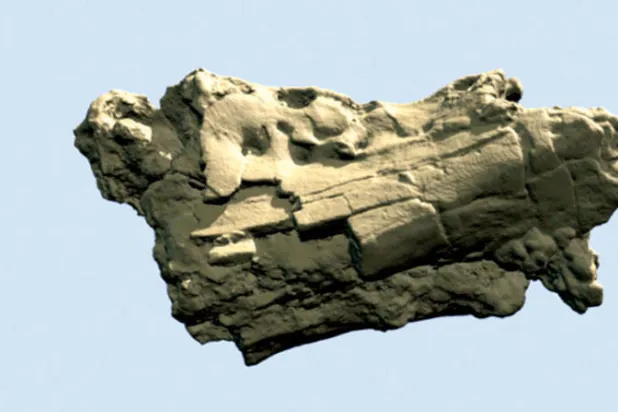 اكتشاف تماسيح نادرة نجت من «الانقراض العظيم» في مصر