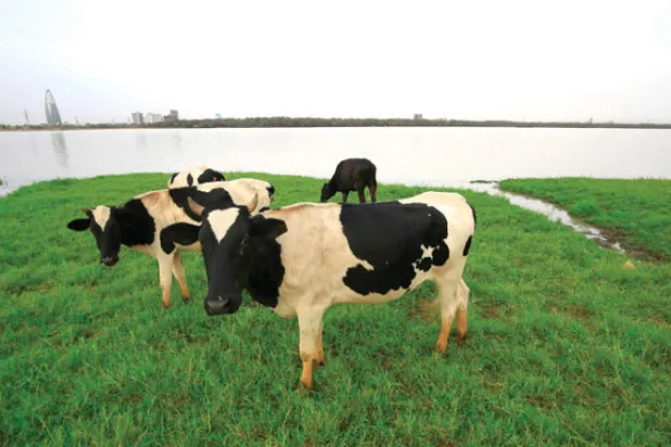 السودان يستعد لزراعة 63 مليون فدان في الموسم الصيفي