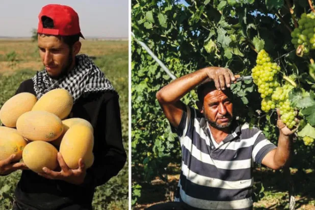 موسم فواكه الصيف في غزة... عاداتٌ تراثية وأرض معطاء