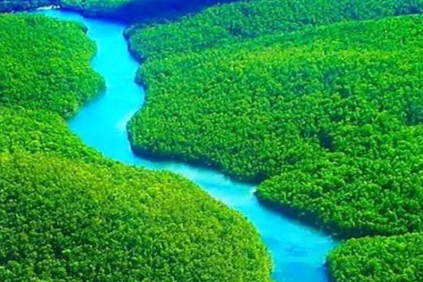 400 نوع من الفطريات في ملعقة صغيرة من تربة الأمازون