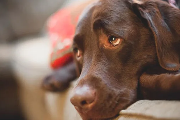 الذكاء الصناعي يعالج الكلاب من حالات الاضطراب النفسي