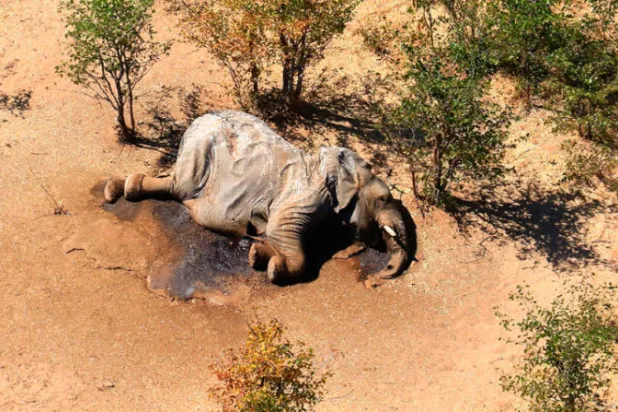 بوتسوانا تحقق في نفوق غامض لـ 275 فيلاً