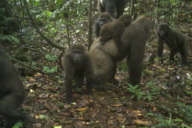 شاهد... صور نادرة لـ«الغوريلا الخجولة» تظهر لأول مرة