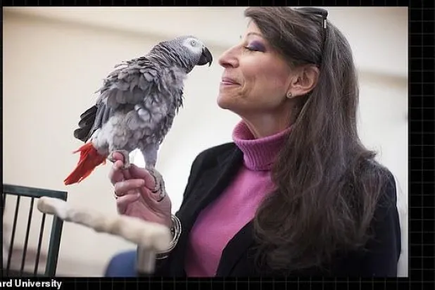 «غريفين»... ببغاء يتفوق على طلاب جامعة هارفارد في اختبار للذاكرة