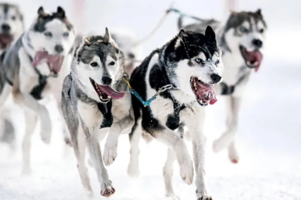 صداقة الإنسان والكلب بدأت بسيبيريا منذ 10 آلاف سنة