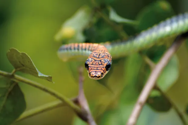 علماء أميركيون يدرسون أسرار الأفاعي الطائرة