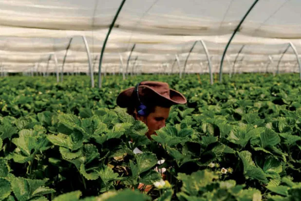 البريطانيون يلجأون إلى المزارع لمواجهة الإغلاق التام