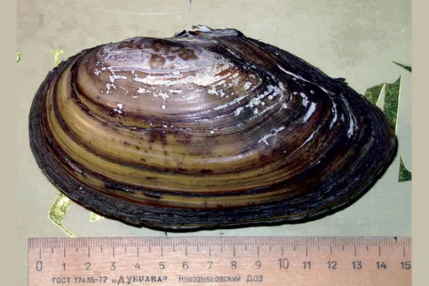 محاريات عملاقة في نهر «الفولغا» تثير قلق العلماء الروس