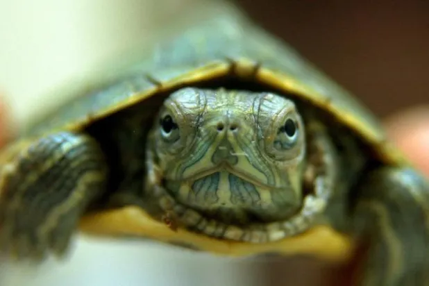 لمواجهة نقص الغذاء... كوريا الشمالية تنصح شعبها بتناول السلاحف