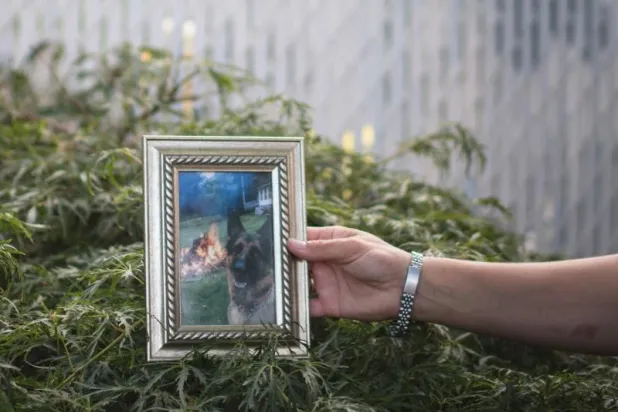 نفوق أول كلب أُصيب بـ«كورونا» في الولايات المتحدة