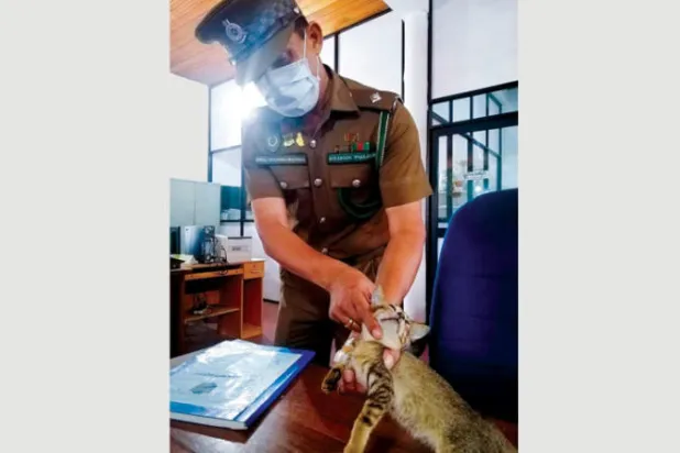 فرار هرة احتجزت بسجن في سريلانكا بعد «تهريبها مخدرات»