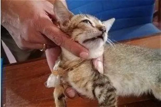 بعد احتجازها لـ«تهريبها المخدرات»... هروب قطة من سجن شديد الحراسة في سريلانكا