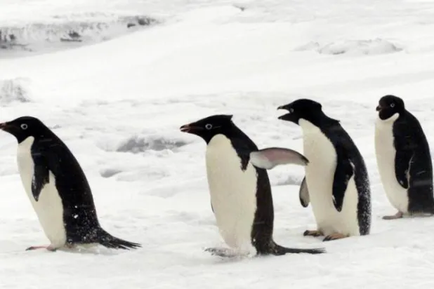 الأقمار الصناعية تكشف عن مستعمرات جديدة للبطريق في القطب الجنوبي