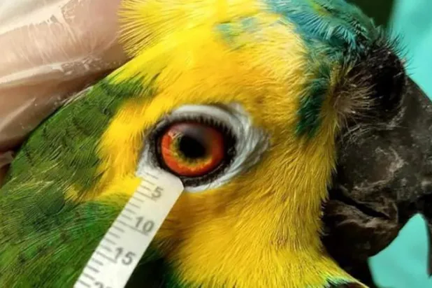 الطيور والزواحف تبكي دموعاً مماثلة لتلك التي يذرفها البشر