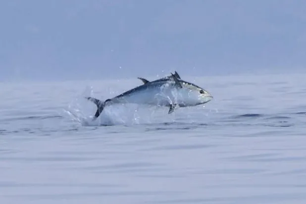 صور نادرة لأغلى الأسماك في العالم قبالة الساحل الإنجليزي