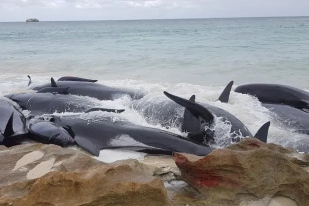 حادث غريب... سمكة تقفز من المياه لتصطدم بصياد وتقتله