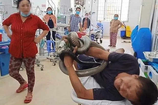 أفعى كوبرا بطول 3 أمتار تلتف حول ذراع ورقبة فيتنامي