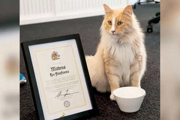 القط «ميتينز» ينافس رئيسة وزراء نيوزيلندا على «المواطن المثالي»