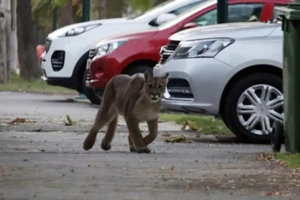 أسد جبال يسرح ويمرح في شوارع سانتياغو