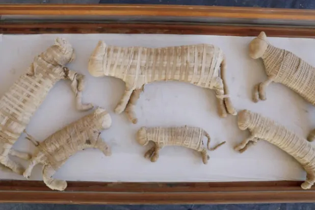 مومياوات قطط اكتشفت في نهاية 2018 (الشرق الأوسط)